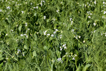 peas bloom with white flowers