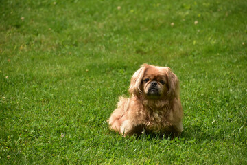 Fototapeta premium Adorable Pekingese Puppy Dog Sitting Outside in the Summer