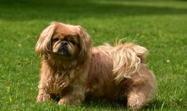 Cute and Fluffy Ginger Pekingese Puppy Dog