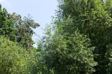 trees covered with green foliage in summer