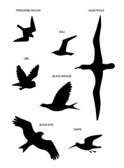 Obraz premium Birds fly. Vector black drawing silhouette image set.