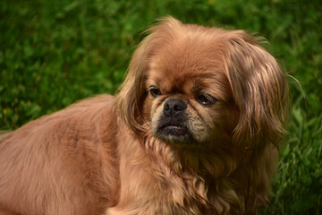 Long Fur on a Ginger Pekingese Dog