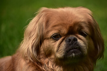 Very Fluffy Ginger Pekingese Puppy Dog Looking Cute