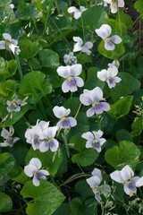 Common blue violet (Viola sororia). Called Common meadow violet, Purple violet, Woolly blue violet, Hoodet violet and Wood violet also.