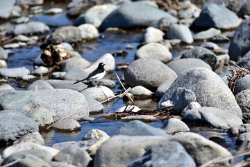 水辺を歩くセグロセキレイ