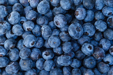Top view of ripe blueberries. Blueberry pile background with copy space.