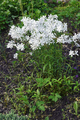 Wild blue phlox (Phlox divaricata). Called Woodland phlox and Wild sweet william also.