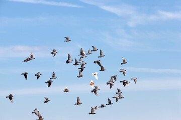 a flock of pigeons flying in the blue sky