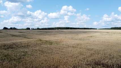Bird's-eye view of the field. Aerial photography. Agricultural field. 