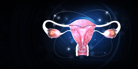 Female uterus cross section. 3d illustration. - obrazy, fototapety, plakaty