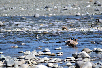 川を泳ぐマガモの番