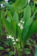 Lily of the valley (Convallaria majalis). Called May bells, Our Lady's tears,  Mary's tears, Apollinaris and Glovewort also.