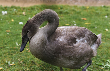 Saint Petersburg, Russia - August 1, 2021, Elagin Island, a park in Saint Petersburg, cute poultry: ducks, geese, swans walk in the meadow