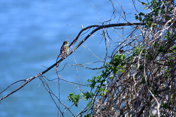 野鳥 川辺のアオジ 