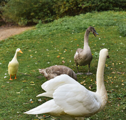 Saint Petersburg, Russia - August 1, 2021, Elagin Island, a park in Saint Petersburg, cute poultry: ducks, geese, swans walk in the meadow