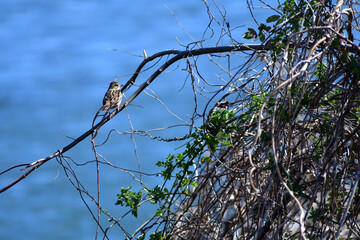 野鳥 川辺のアオジ 