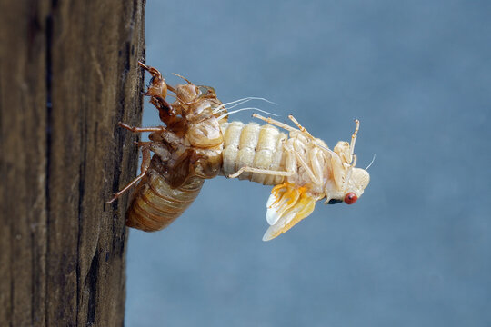 Pharaoh cicada (Magicicada septendecim). Called 17-year locust also.