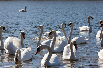 beautiful waterfowl group Swan bird on the lake in spring