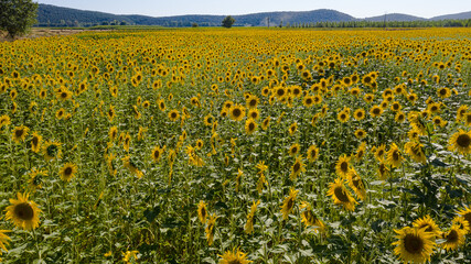 Obraz premium Precioso campo de girasoles 