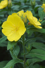 Common evening primrose (Oenothera biennis). Called Evening star, Sundrop, Weedy evevning primrose, German rampion, Hog weed, King's cure-all and Fever plant also.