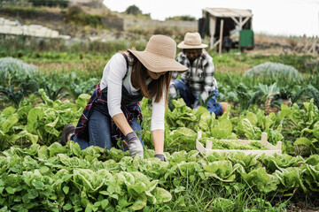 Farmer women working at greenhouse while collecting lettuce plants - Focus on front woman