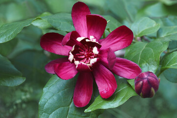 Eastern sweetshrub (Calycanthus floridus). Called Carolina spicebush also