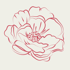 Elegant outline sketching of peony's flowers, vector illustration