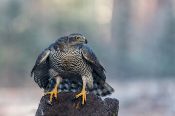 Northern goshawk (accipiter gentilis) sitting in the forest of Noord Brabant in the Netherlands