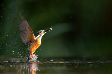 Common Kingfisher comming out of the water after diving for fish in the Netherlands