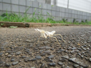 カマキリ