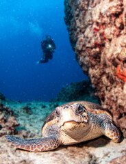 Fototapeta premium Turtle at Kas, Turkey