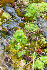Beautiful unusual moss on the stones in Karelia, Russia
