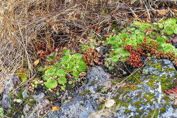 Beautiful unusual moss on the stones in Karelia, Russia