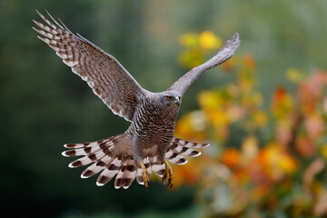 Northern goshawk (accipiter gentilis) flying in autumn in the forest of Noord Brabant in the Netherlands