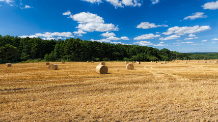 golden orange straw after wheat harvest,