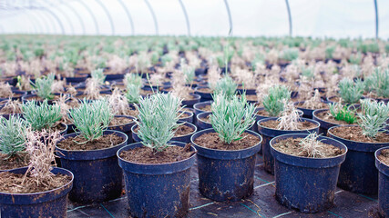 Rows of pots with lavender at plant nursery, young plants, garden center and greenhouse, small...