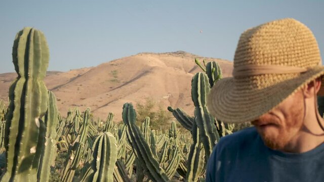 Tough Man in a straw hat standing in a cactus field in the desert. cowboy with had chewing straw in the wild wild west. cacti forest Desert Golan heights Israel. Kubo. lonely wolf guy outcast.