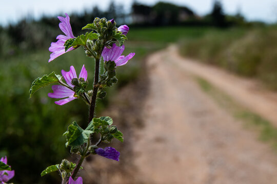 Flor lila  en un camino
