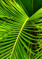 green leaf background