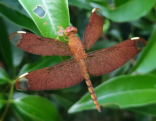 dragonfly on a leaf