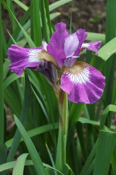 Contrast in Style siberian iris (Iris sibirica 'Contast in Style').