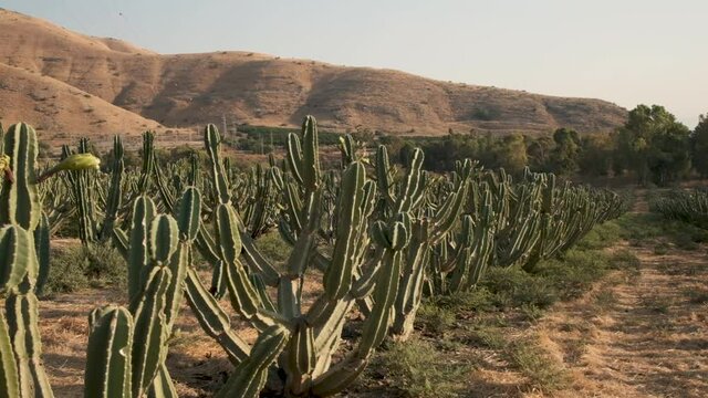 Cacti forest Slow motion. cactus in wild west Desert Golan heights Israel. Kubo. cowboys in saguaro field. mountain. Green prickly cactus Gymnocalycium or Golden Echinopsis calochlora cactus. 