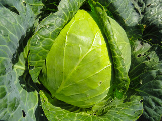Cabbage  in growth at vegetable garden. Broccoli cabbage from organic grower farm. Summer garden..