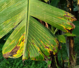 yellow leaves on a tree