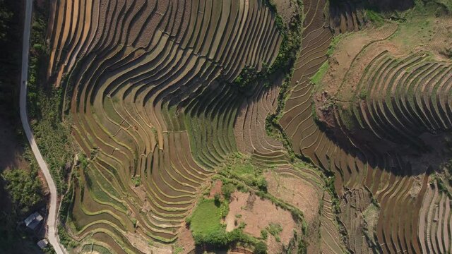 Terraced rice field in harvest season in Mu Cang Chai, Vietnam