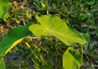leaves of a pumpkin
