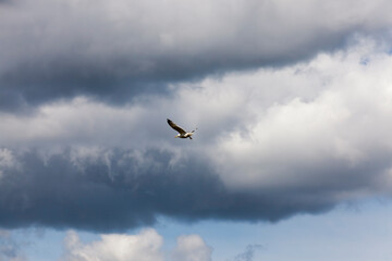 flying gull over the lake in the summer