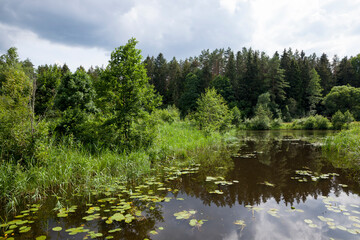 Fototapeta na wymiar lake with growing water lilies