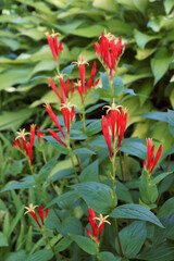 Indian pink (Spigelia marilandica). Called Woodland pinkroot also