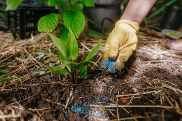 The gardener transplants seedlings from a flower pot into the ground